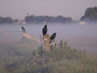 Corvus corone 39, Zwarte kraai, Saxifraga-Luuk Vermeer