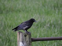 Corvus corone 43, Zwarte kraai, Saxifraga-Luuk Vermeer