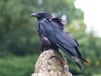 Corvus corone 16, Zwarte kraai, Saxifraga-Rudmer Zwerver