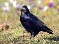 Corvus frugilegus 25, Roek, Saxifraga-Bart Vastenhouw