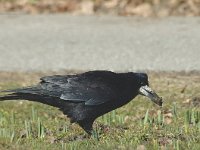 Corvus frugilegus 1, Roek, Saxifraga-Jan van der Straaten