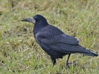 Corvus frugilegus 11, Roek, Saxifraga-Ab H Baas