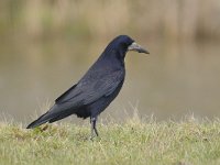 Corvus frugilegus 12, Roek, Saxifraga-Ab H Baas