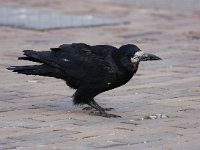 Corvus frugilegus 14, Roek, Saxifraga-Bart Vastenhouw