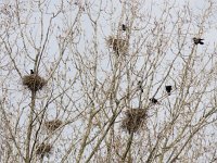 Corvus frugilegus 18, Roek, Saxifraga-Mark Zekhuis