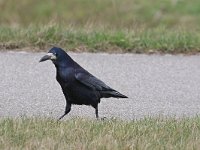 Corvus frugilegus 19, Roek, Saxifraga-Henk Baptist