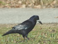 Corvus frugilegus 2, Roek, Saxifraga-Jan van der Straaten