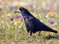 Corvus frugilegus 23, Roek, Saxifraga-Bart Vastenhouw