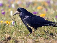 Corvus frugilegus 24, Roek, Saxifraga-Bart Vastenhouw