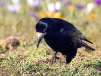 Corvus frugilegus 26, Roek, Saxifraga-Bart Vastenhouw