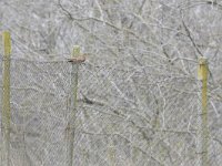 Cuculus canorus 12, Koekoek, Saxifraga-Tom Heijnen