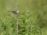 Curruca communis, Common Whitethroat