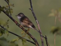 Curruca communis 21, Grasmus, Saxifraga-Luuk Vermeer