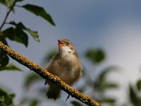 Curruca communis 3, Grasmus, juvenile, Saxifraga-Henk Groenewoud