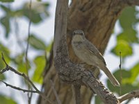 Curruca curruca, Lesser Whitethroat