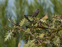 Curruca undata 2, Provencaalse grasmus, Saxifraga-Dirk Hilbers
