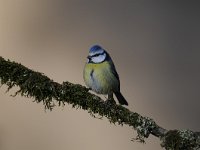 Cyanistes caeruleus 101, Pimpelmees, Saxifraga-Luuk Vermeer