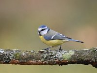 Cyanistes caeruleus 103, Pimpelmees, Saxifraga-Luuk Vermeer