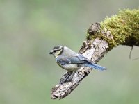 Cyanistes caeruleus 105, Pimpelmees, Saxifraga-Luuk Vermeer