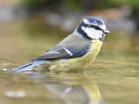 Cyanistes caeruleus 114, Pimpelmees, Saxifraga-Luuk Vermeer