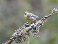 Cyanistes caeruleus 119, Pimpelmees, Saxifraga-Luuk Vermeer