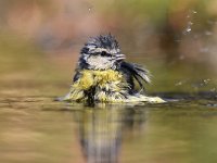 Cyanistes caeruleus 120, Pimpelmees, Saxifraga-Luuk Vermeer