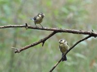 Cyanistes caeruleus 122, Pimpelmees, Saxifraga-Luuk Vermeer