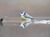 Cyanistes caeruleus 124, Pimpelmees, Saxifraga-Luuk Vermeer