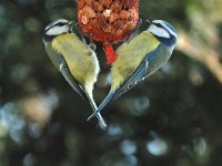 Cyanistes caeruleus 14, Pimpelmees, Saxifraga-Piet Munsterman