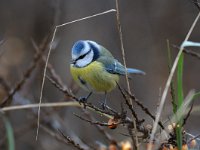 Cyanistes caeruleus 2, Pimpelmees, Saxifraga-Piet Munsterman