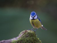 Pimpelmees  Pimpelmees Garderen : Parus caeruleus