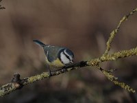 Cyanistes caeruleus 57, Pimpelmees, Saxifraga-Jan Nijendijk