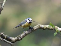 Cyanistes caeruleus 64, Pimpelmees, Saxifraga-Luuk Vermeer