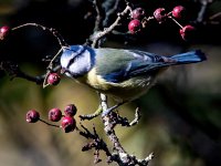 Cyanistes caeruleus 66, Pimpelmees, Saxifraga-Bart Vastenhouw