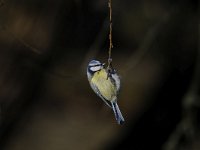 Cyanistes caeruleus 74, Pimpelmees, Saxifraga-Luuk Vermeer