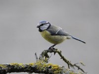 Cyanistes caeruleus 78, Pimpelmees, Saxifraga-Luuk Vermeer