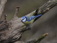 Cyanistes caeruleus 80, Pimpelmees, Saxifraga-Luuk Vermeer