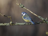 Cyanistes caeruleus 81, Pimpelmees, Saxifraga-Luuk Vermeer