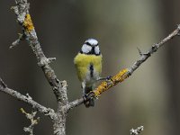 Cyanistes caeruleus 84, Pimpelmees, Saxifraga-Luuk Vermeer