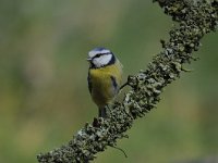 Cyanistes caeruleus 85, Pimpelmees, Saxifraga-Luuk Vermeer