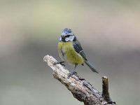 Cyanistes caeruleus 88, Pimpelmees, Saxifraga-Luuk Vermeer