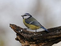 Cyanistes caeruleus 90, Pimpelmees, Saxifraga-Luuk Vermeer