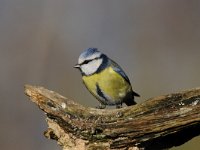 Cyanistes caeruleus 91, Pimpelmees, Saxifraga-Luuk Vermeer