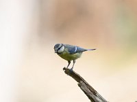 Cyanistes caeruleus 92, Pimpelmees, Saxifraga-Luuk Vermeer