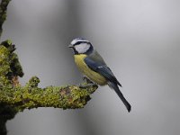 Cyanistes caeruleus 94, Pimpelmees, Saxifraga-Luuk Vermeer