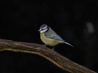 Cyanistes caeruleus 98, Pimpelmees, Saxifraga-Luuk Vermeer