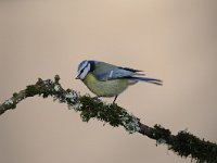 Cyanistes caeruleus 99, Pimpelmees, Saxifraga-Luuk Vermeer