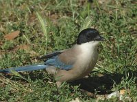 Cyanopica cyanus 3, Blauwe ekster, Saxifraga-Jan van der Straaten