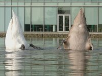 Cygnus olor, Mute Swan