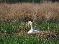 Cygnus olor 51, Knobbelzwaan, Saxifraga-Hans Dekker